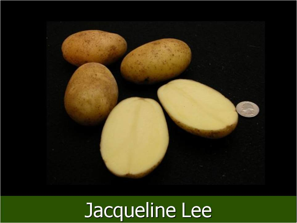Jacqueline Lee